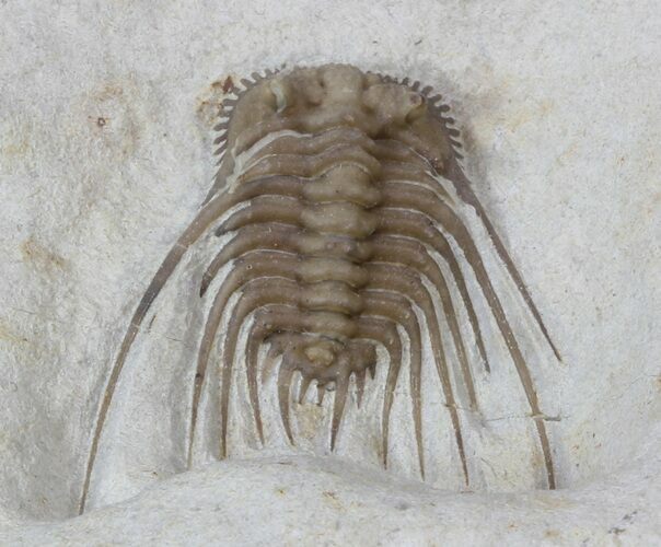 Beautiful, Kettneraspis Trilobite - Oklahoma #36147